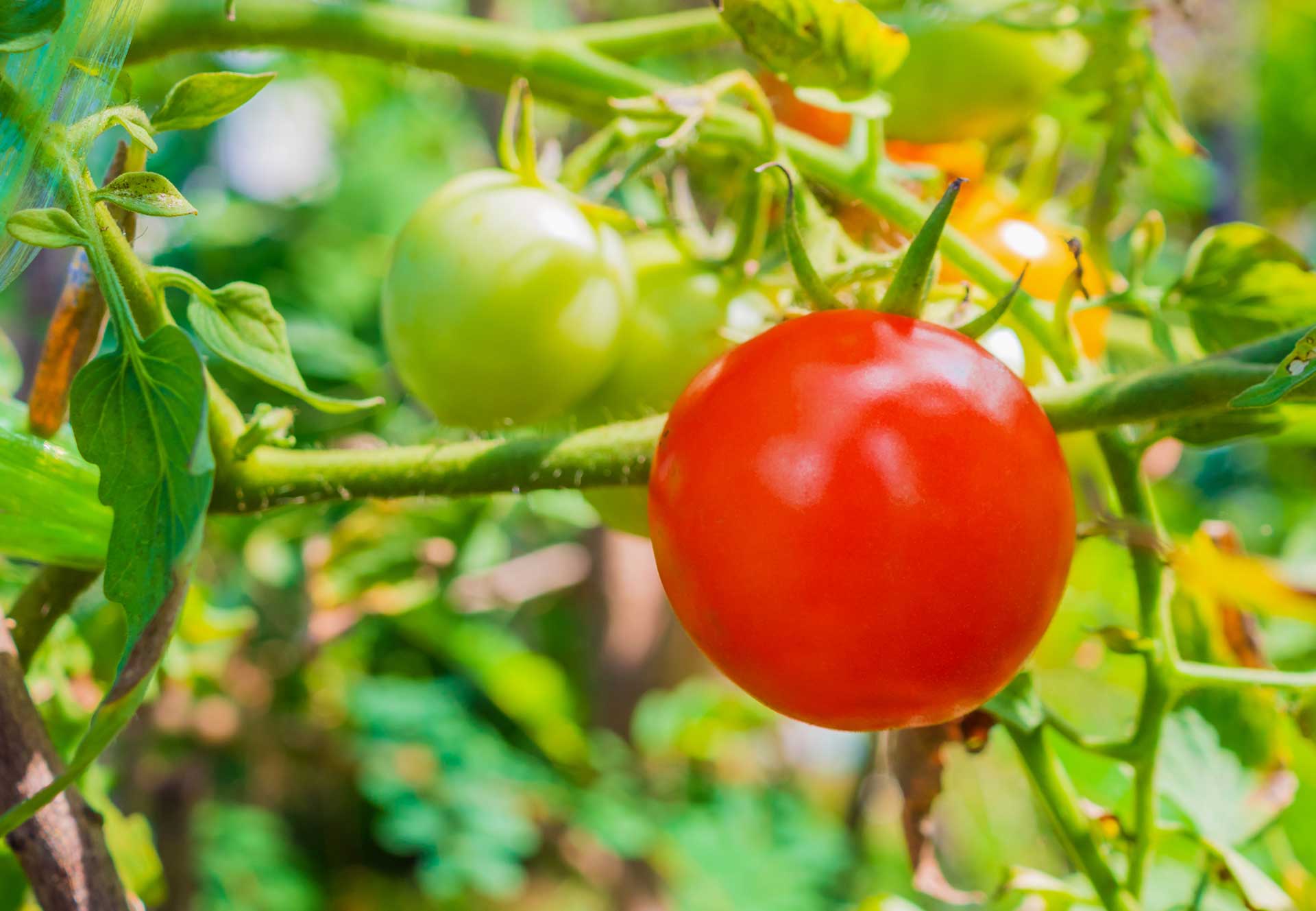 Tomatenpflanzen Anzuchterde